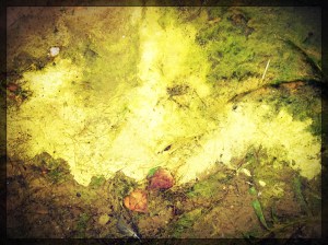 Lake Algae at Johnson Reservoir