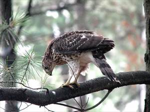 Baby Cooper's Hawk; Free Bing Photos