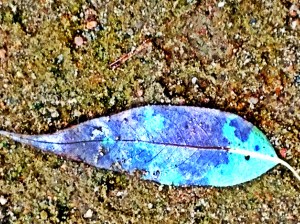 Lone Leaf Beached: photography by Noelle