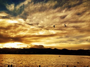 Seagulls at Johnson Lake: Photography by Noelle