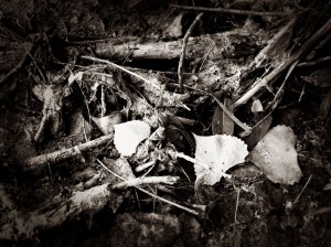 From flood to drought: Photo by Noelle