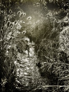 Dutch Creek: Photo by Noelle