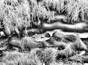 Grass Prison: Photo by Noelle