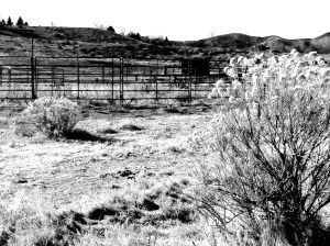 Vanishing Horse Arena: Photo by Noelle