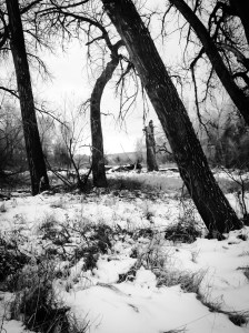 Woods along Plum Creek: Photo by Noelle