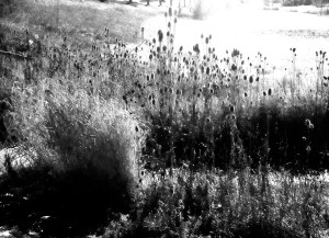 Marshland: Photo by Noelle