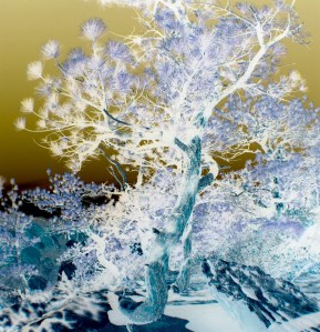 Kneeling tree at Roxborough State Park: Photo negative taken by Noelle