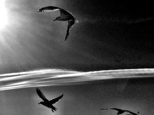 Aloft in the Sun: Photo by Noelle