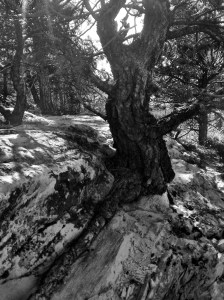 Out of Stone: Photo by Noelle
