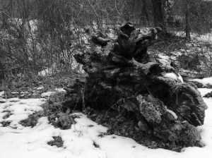 Dead tree on the bank of the South Platte River: Photo by Noelle