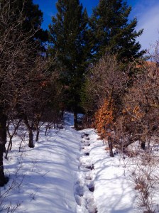 Path into a wood: Photo by Noelle