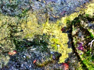 Algae at Marston Lake: Photo by Noelle