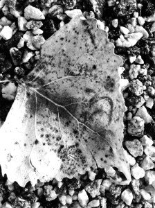 Trail Leaf: Photo by Noelle