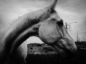 By the Road: Photo by Noelle