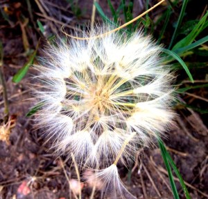 Freedom: Photo by Noelle