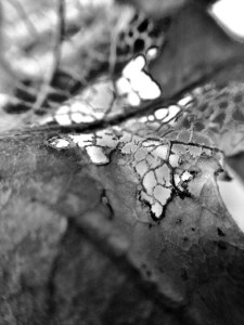 Last years art, waiting on new spring: Photo by Noelle