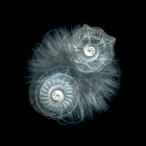 Bing Celestial Bodies Photo Search