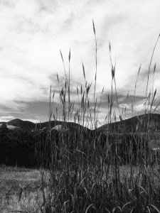 Tall grass at South Valley Park, Ken Caryl: Photo by Noelle