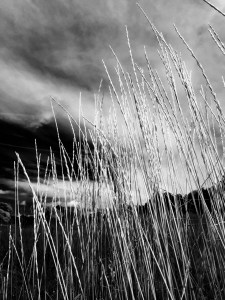 Tall grasses, South Valley Park: Photo by Noelle
