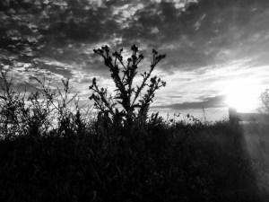 Milk weed and grasses at Polly A Dean Reservoir: Photo by Noelle