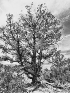 Ridge tree, South Valley Park, Ken Caryl: Photo by Noelle