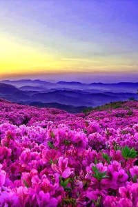 From Pinterest and Enchanted Nature's Facebook page.