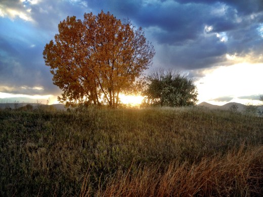 Clement Park at dusk: Photo by Noelle
