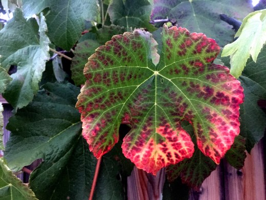 Autumn Leaf: Photo by Noelle