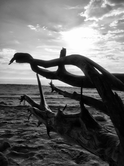 Driftwood