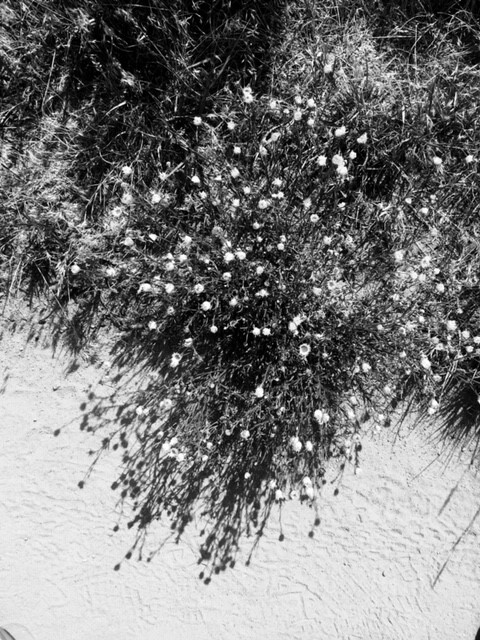 wildflowersontrailBW